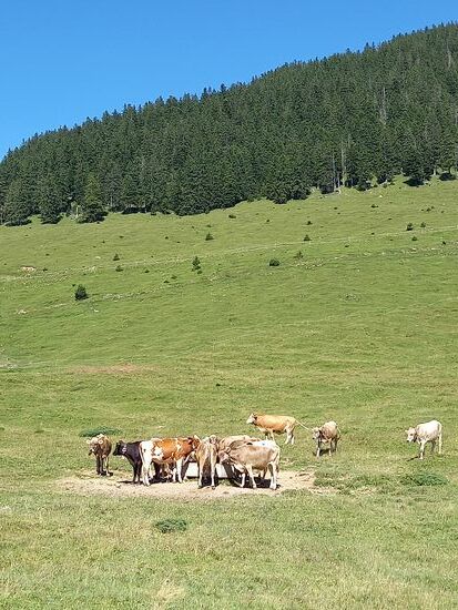 Begleitet werden wir von dem Konzert der Kuhglocken.