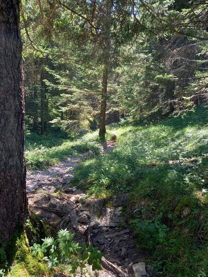 Dann geht es ein Stück durch den Wald - die angenehme Kühle tut gut!