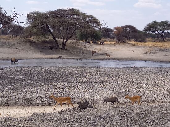 Am fast ausgetrocknetem Wasserloch treffen sich die unterschiedlichsten Tierarten u.a Gnus und Impalla.