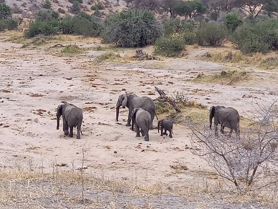 Die Elefanten graben im ausgetrockneten Flußbett nach Wasser.