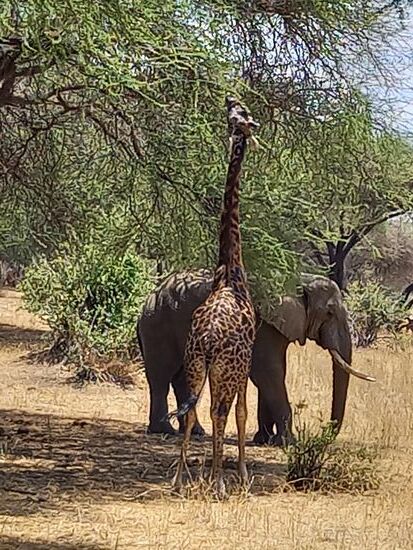 Meine Lieblingstiere auf einem Bild 