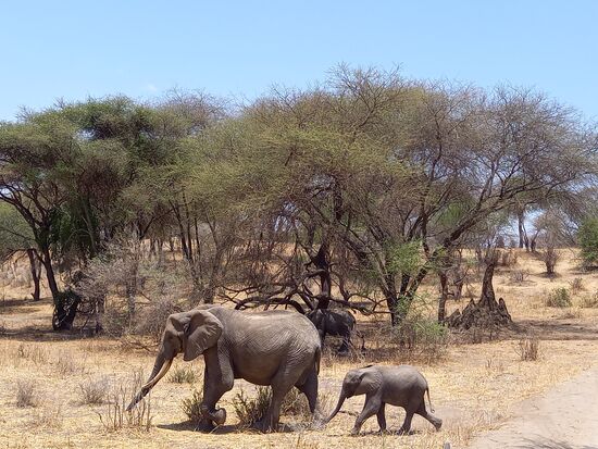 Wir sehen enorm viele Baby Elefanten