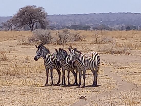 Auch Zebras haben wir unzählige zu Gesicht bekommen.