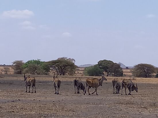 Die größte Antilopen Art in Tansania