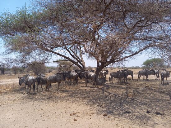 Es ist inzwischen sehr heiß geworden und so suchen auch die Gnus ein wenig Schatten.