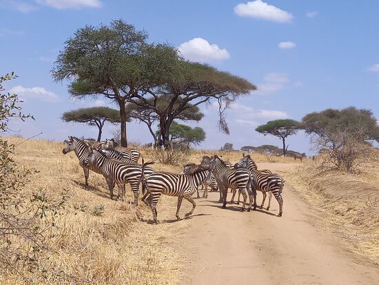 Zebras kreuzen den Weg