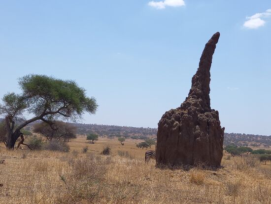 Ein Termitenhügel der besonderen Art  