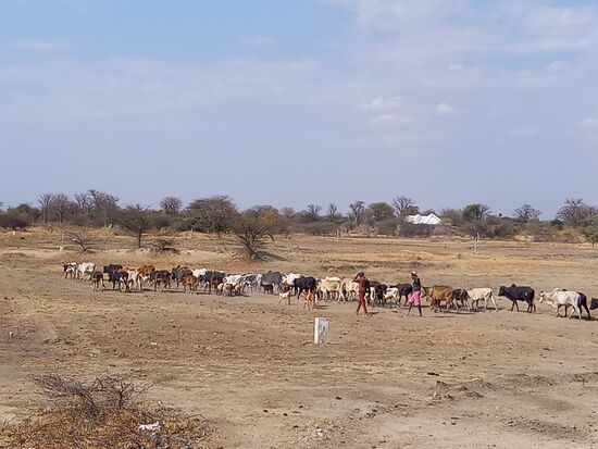Kaum haben wir den Tarangiri Nationalpark verlassen, sehen wir wieder die riesigen Viehherden der Massai. Wir fragen uns, wie sie auf dem ausgedorrten Boden noch Nahrung finden können.