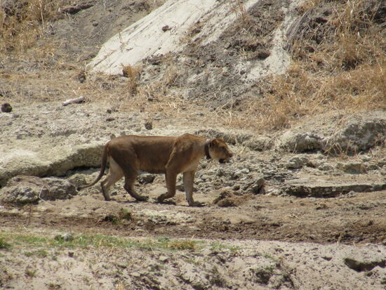 Etwas entfernt sichten wir Löwen. Diese Löwin trägt ein Halsband.