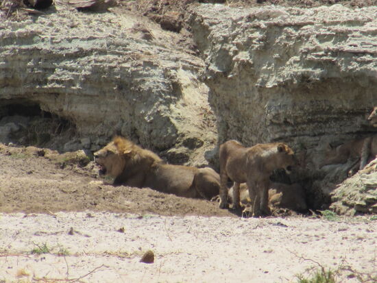 Der Rest der Familie lagert geschützt unter Felsen.