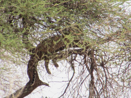 Mein erster Leopard auf all den Safaris    Ich hätte ihn niemals entdeckt, aber das geschulte Auge unseres Fahrers hat ihn gesichtet. Das Foto war nur mit Zoom möglich.