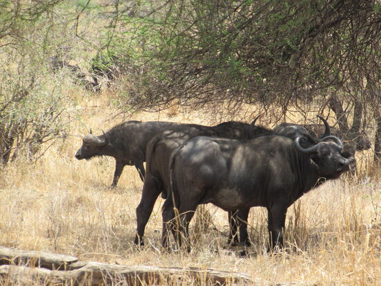 Wasserbüffel gehören auch zu den sogenannten "Big Five"
