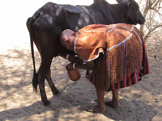 Stolz zeigt man uns nun auch noch das Melken.