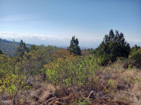 Inzwischen besteht die Vegetation hauptsächlich nur noch aus halbhohen Sträuchern.