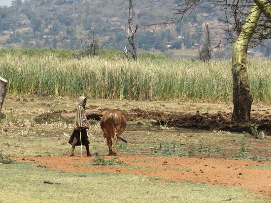 In der Nähe der Felder beobachte ich einen kleinen Jungen beim Tiere hüten. So tragen Kinder oft schon sehr früh zum Unterhalt der Familien bei.