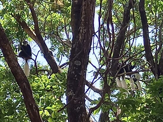 Ein emposanter Weg führt vom Gate zum Haupthaus der Lodge. In den Bäumen werden wir von den Kolobus Affen beobachtet.