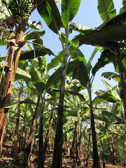 Es ist angenehm schattig unter den Bananen Stauden.