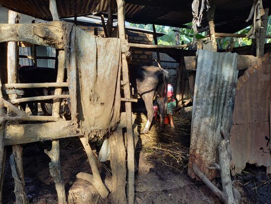 Die Milch zum Kaffee wird frisch gemolken.