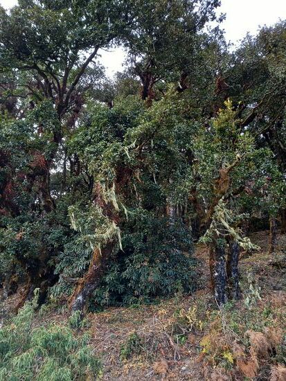 Die Wanderung startet durch einen mystischen Wald.