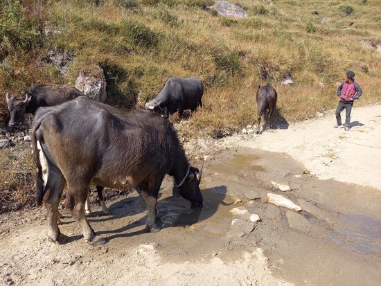 Ein Hirte kreuzt unseren Weg.