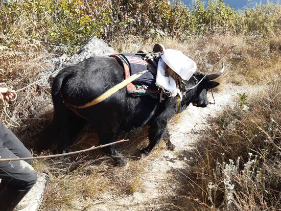 Büffel als Transportmittel