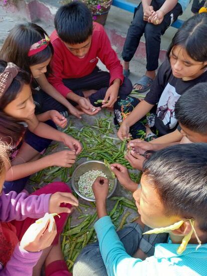 Hier werden Bohnen ausgepuhlt