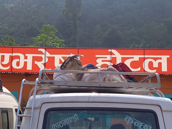 Auf eines der anderen Fahrzeuge entdecken wir einen Ziegenbock.