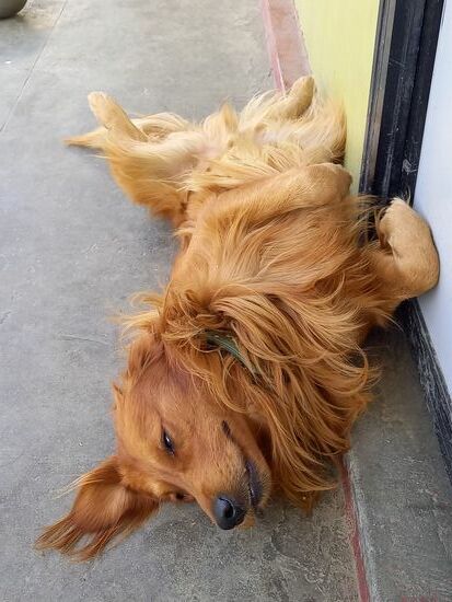 Das ist Ginger, dem geht es einfach nur gut.