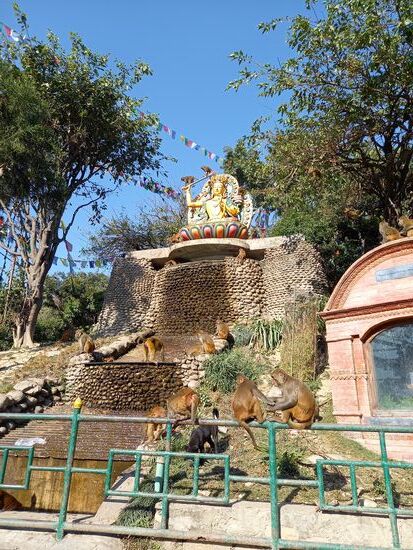 Affen wo man geht und steht