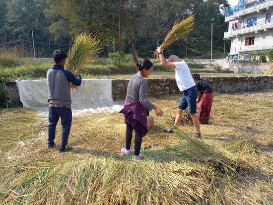 Matthias probiert sich im Dreschen.