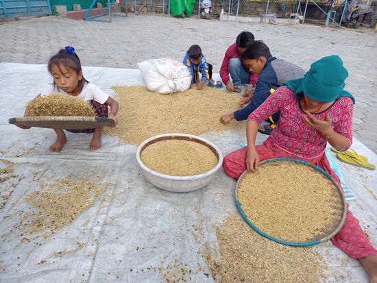 Auf dem Hof wird der Reis gereinigt.