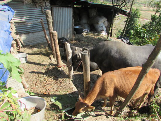 Es gibt drei Büffel und eine Ziege. Außerdem haben sie ein kleines Stückchen Land gepachtet.