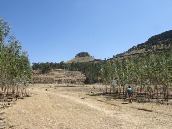 Entlang einer Eukalyptus Plantage geht es weiter