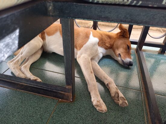 Er hütet nachts das Haus. Für heute fühle ich mich ebenfalls hundemüde  