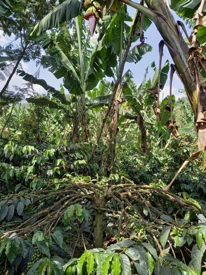 Diese Kaffeepflanze ist sehr alt, sie wurde vor 6 Generationen gepflanzt. Darauf ist der Besitzer stolz.