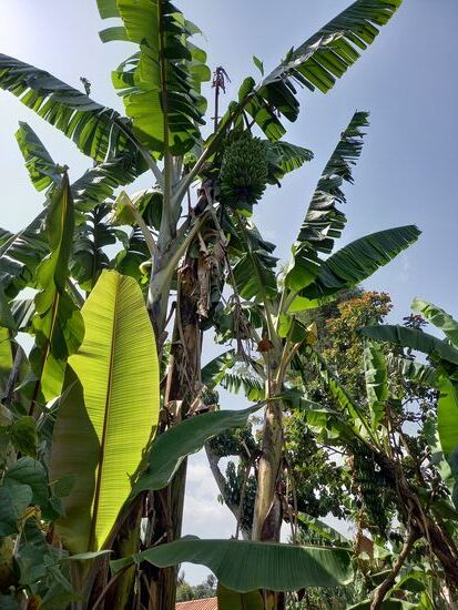 Bananen und Kaffee wachsen in einer Art Symbiose. Die Bananen Staude spendet den Schatten und die Kaffee Pflanzen bringen den Dünger.