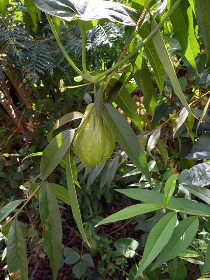 Eine Art Gurken Pflanze