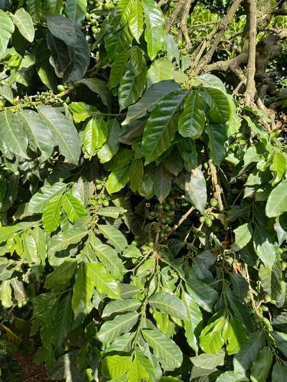 Kleine grüne Kaffee Kirschen