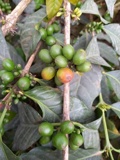 Einige werden rot - Kaffee wird permanent geerntet. Alle paar Tage wird gepflügt.