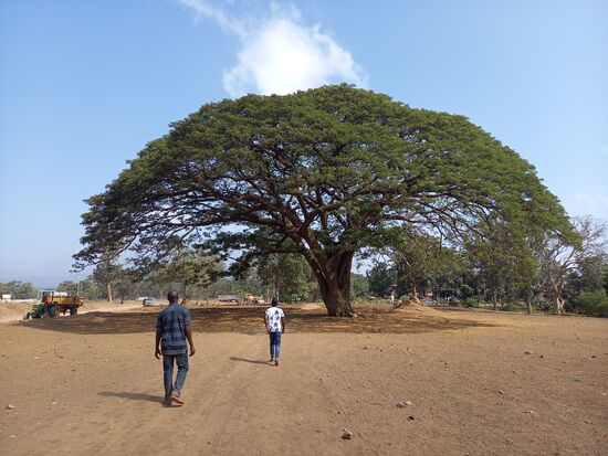 Schöne alte Bäume inmitten der Trockenheit