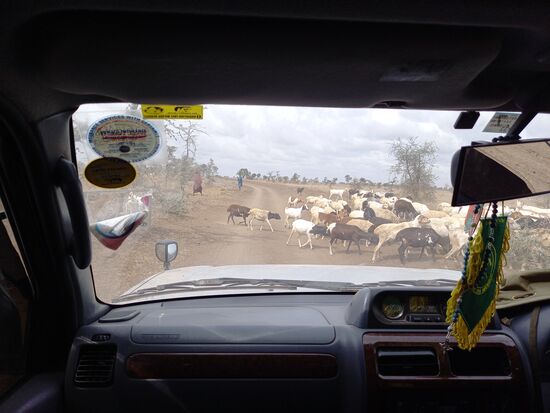 Die Viehherden der Massai kreuzen den Weg.