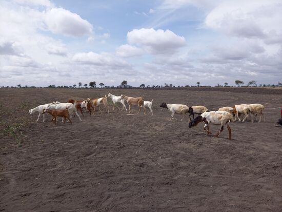 Hier hat es seit zwei Jahren fast keinen Regen gegeben und ich frage mich, wie das Vieh hier etwas zu fressen finden kann. Auch für die Menschen wird das tägliche Leben zum Überlebenskampf.