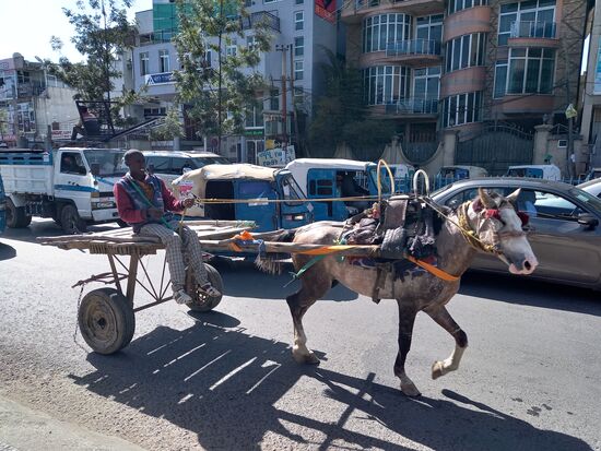 Addis Abeba ist im Grunde schon eine moderne, aufstrebende Stadt. Aber dennoch gehören diese Karren und Ziegen zum Straßenbild.