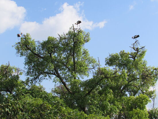 Im nächstgelegenen Baum landen Kronenkraniche.