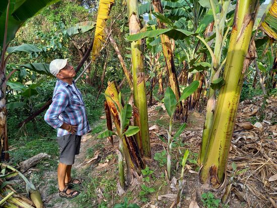 Nachmittags machen wir noch einen Spaziergang zur Bananen Plantage, die zur Lodge gehört.