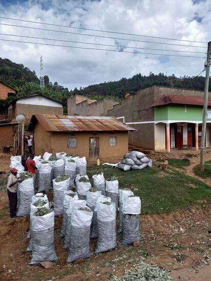 Säcke, vollgestopft mit Bananen Blätter.