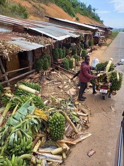 Bananen im Überfluss