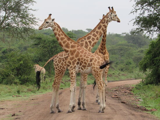 Kaum hat das Fahrzeug gehalten,  sehen wir eine Gruppe von Giraffen. Wir steigen aus und nähern uns langsam den Tieren. Hier handelt es sich um drei junge Männchen.