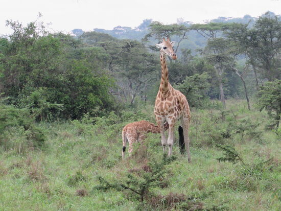 Jetzt zu Beginn der Regenzeit haben die Tiere Nachwuchs.