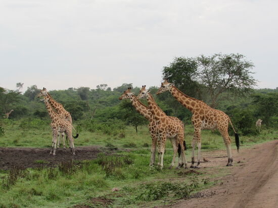 Es ist ein ganz besonderes Gefühl, den Tieren so nah kommen zu können. Wir sind total begeistert!